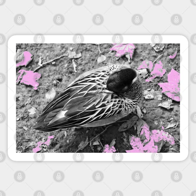 Duck Pink Sticker by Wolf Art / Swiss Artwork Photography